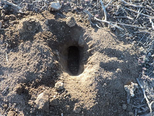 Desert Pocket Gopher