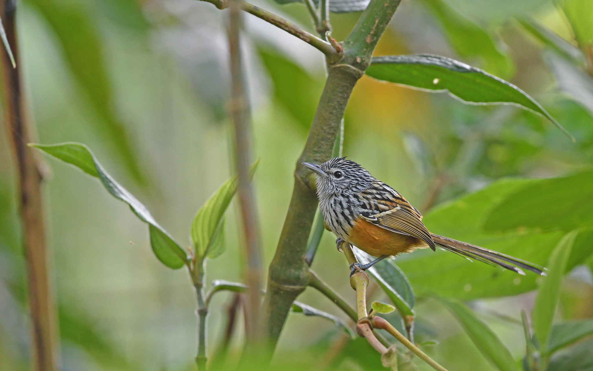 Santa Marta Antbird (Drymophila hellmayri), photo 5