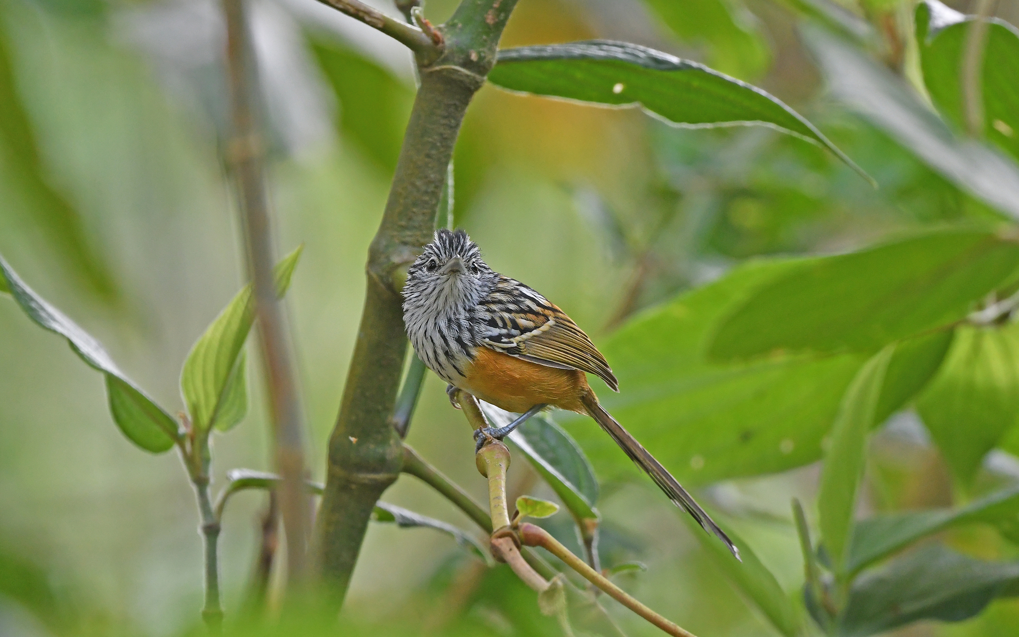 Santa Marta Antbird (Drymophila hellmayri), photo 6