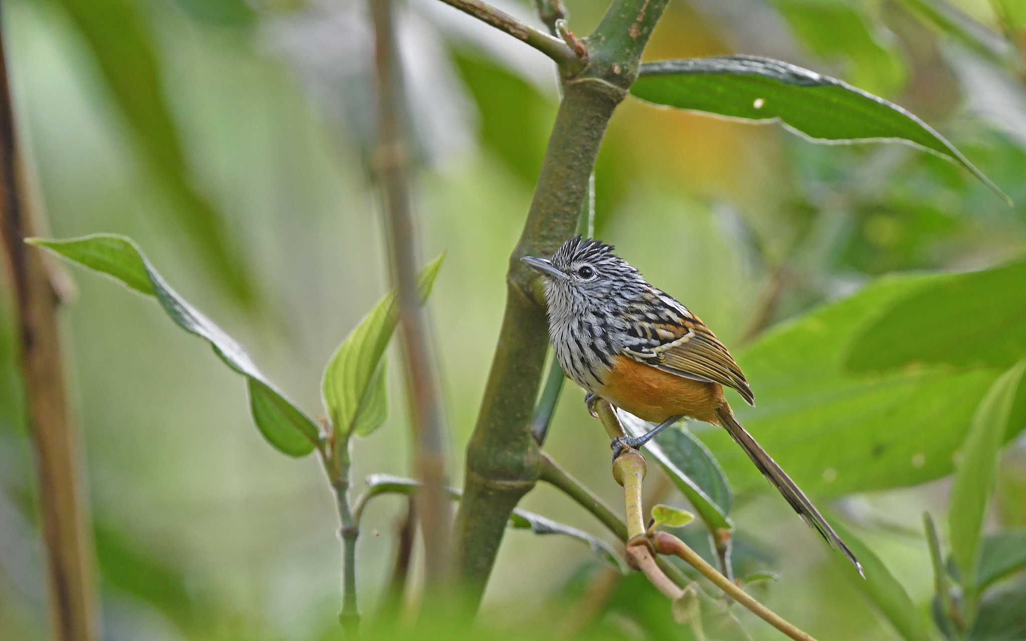 Santa Marta Antbird (Drymophila hellmayri), photo 7