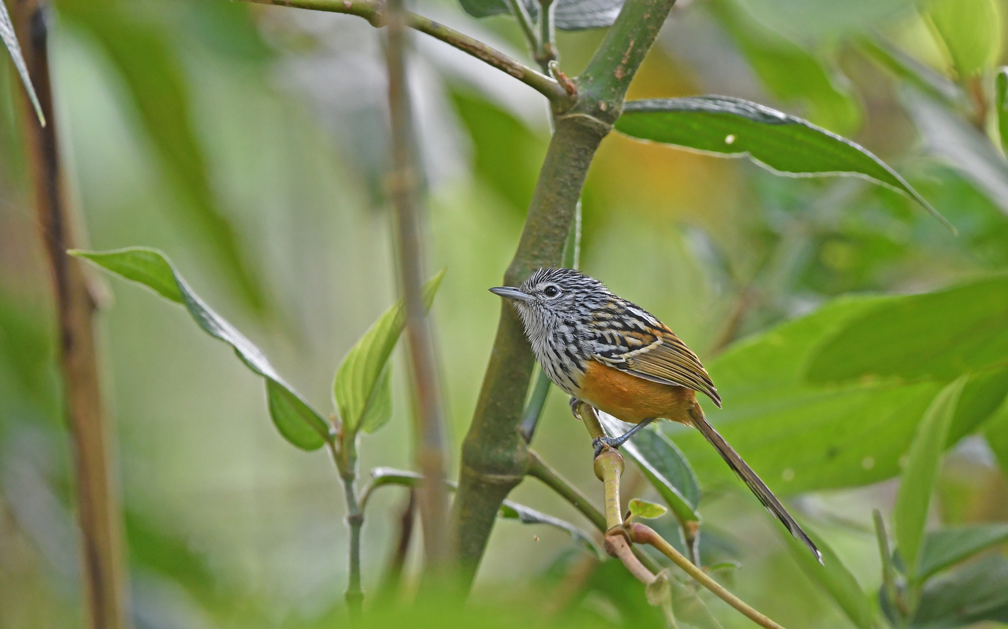 Santa Marta Antbird (Drymophila hellmayri), photo 9