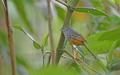 Santa Marta Antbird photo 1
