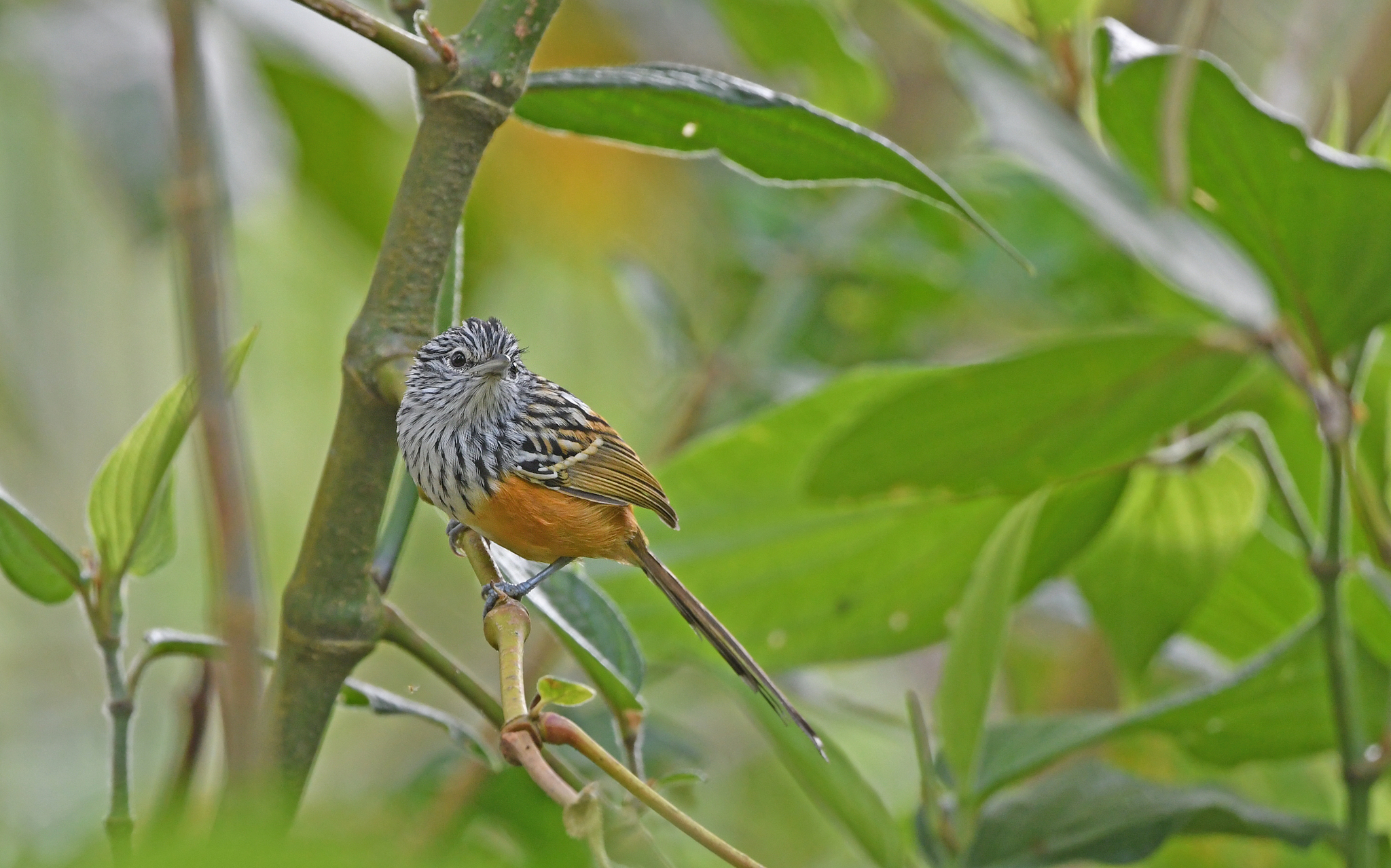 Santa Marta Antbird (Drymophila hellmayri), photo 10