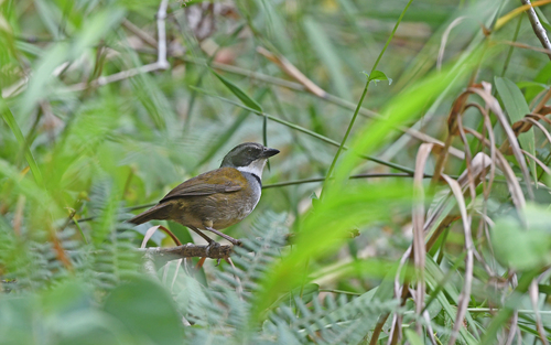 Sierra Nevada Brushfinch (Arremon basilicus), photo 9