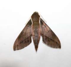 Chaerocina dohertyi