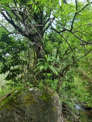 Sonchus fruticosus image