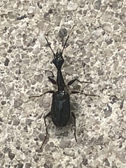 Colliuris caymanensis