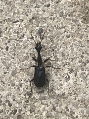 Colliuris caymanensis