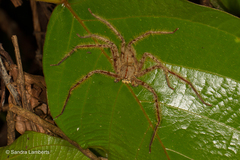 Heteropoda davidbowie