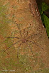 Heteropoda boiei