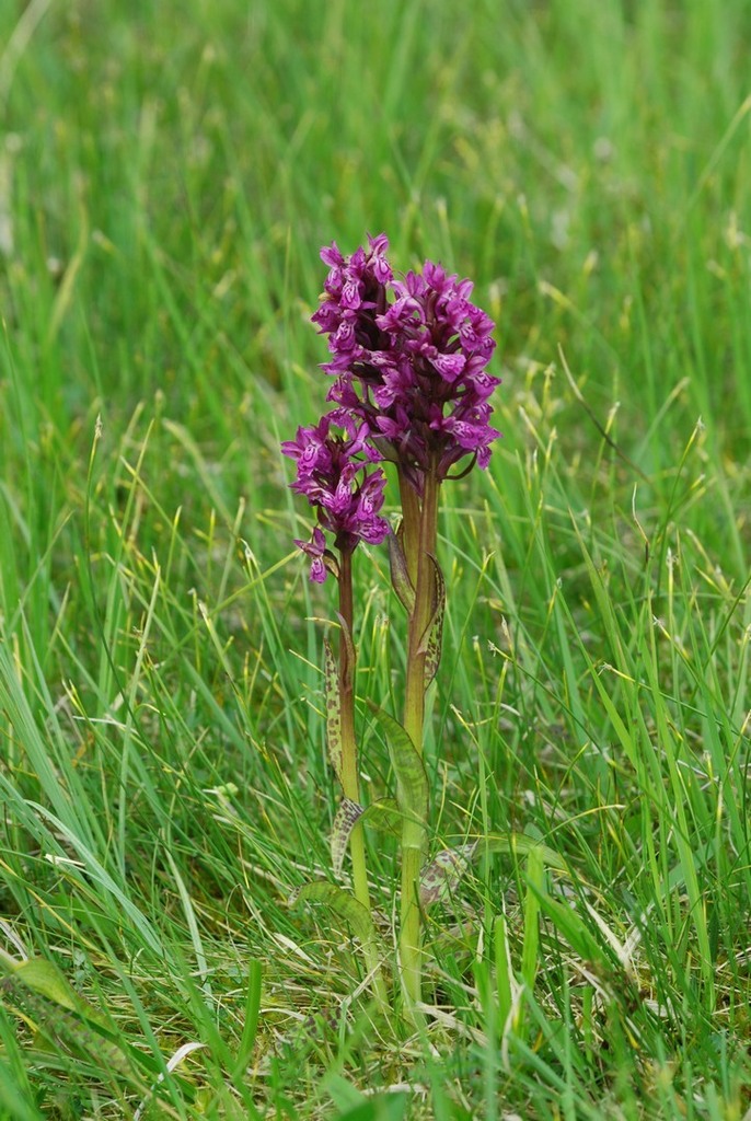 Dactylorhiza lapponica (Laest. ex Hartm.) Soó