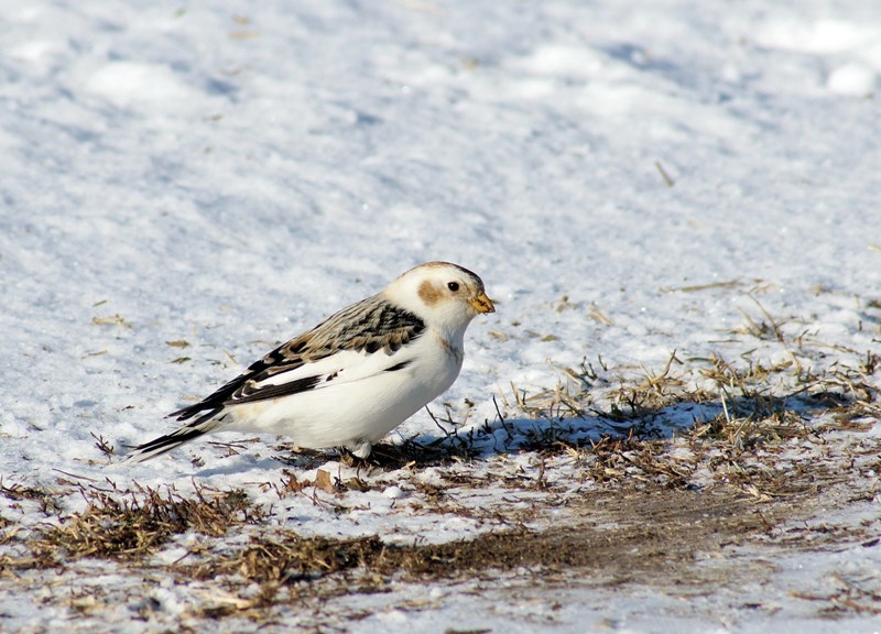 iNaturalist.org. В. Данилова, Ибресинский р-н Чувашия, март 2013