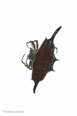 Gasteracantha diardi