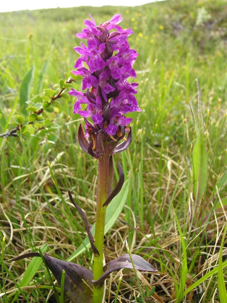 Dactylorhiza incarnata (L.) Soó 5