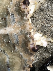 Achelous spinimanus