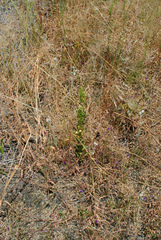 Alectra sessiliflora