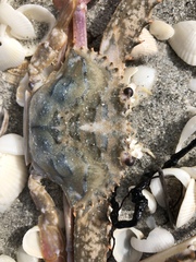 Achelous spinimanus
