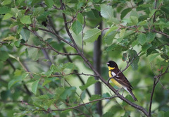 Emberiza aureola