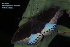 Lexias pardalis dirteana