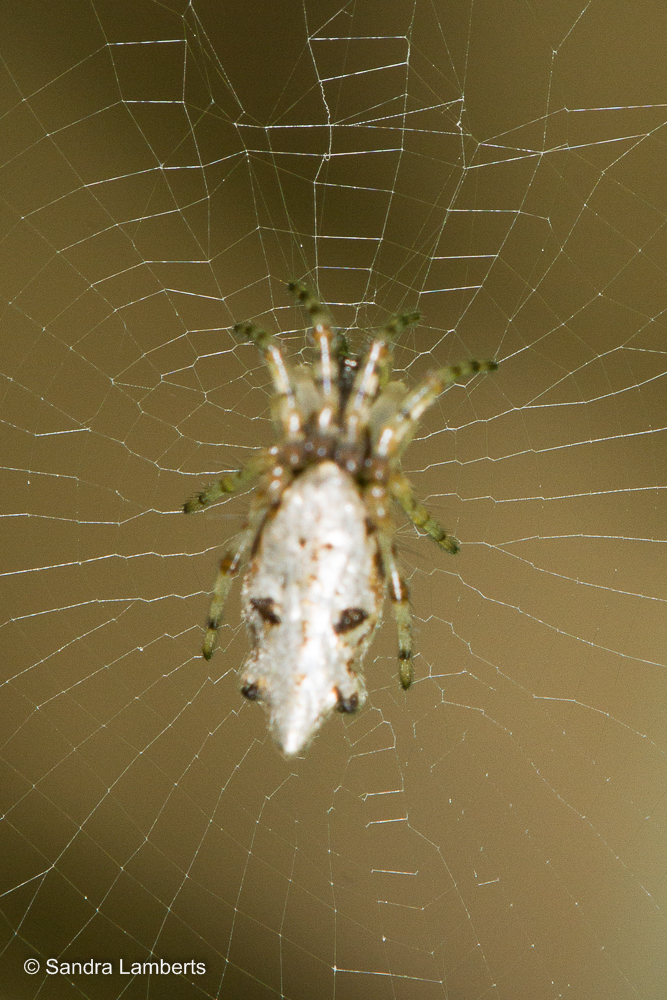 Cyclosa confraga