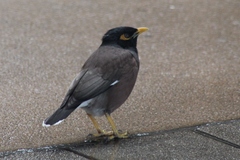 Acridotheres tristis