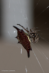 Gasteracantha diardi