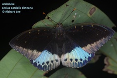 Lexias pardalis dirteana