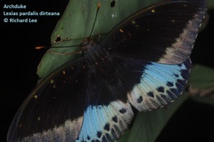 Lexias pardalis dirteana