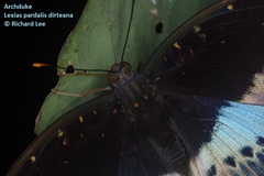 Lexias pardalis dirteana