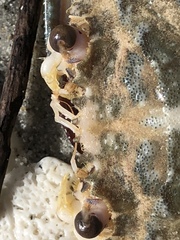 Achelous spinimanus