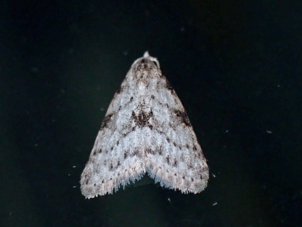 Manoba phaeochroa