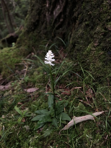 Chionographis japonica iNat (1)