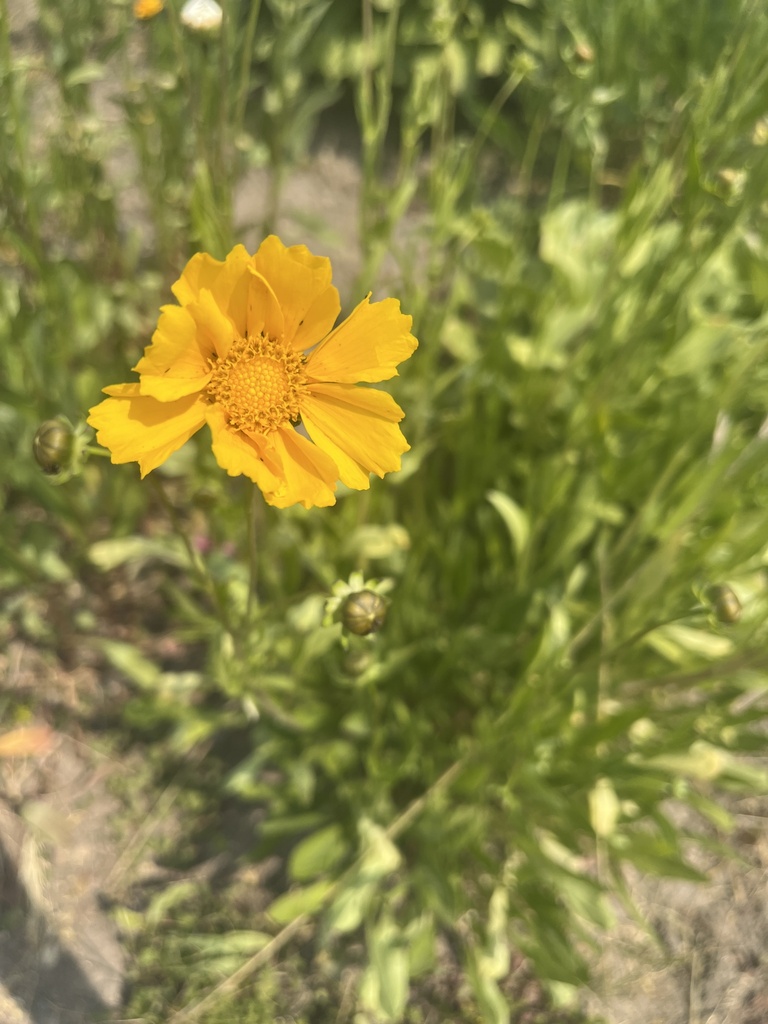 Lance-leaved Coreopsis from Щомыслицкий, Минская область, BY on June 19 ...