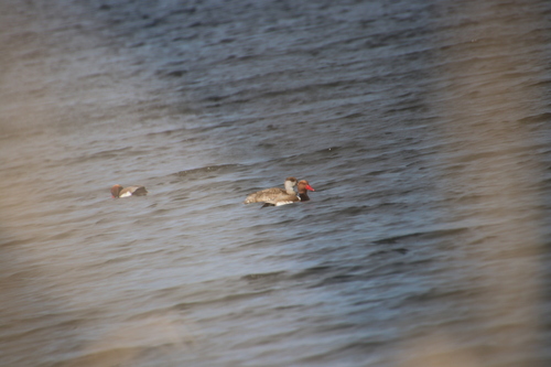 Red-crested Pochard, Meijendelseweg, 2243 GN Wassenaar, Netherlands, photo 8 of 10