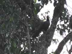 Musophaga rossae