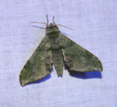 Chloroclanis virescens