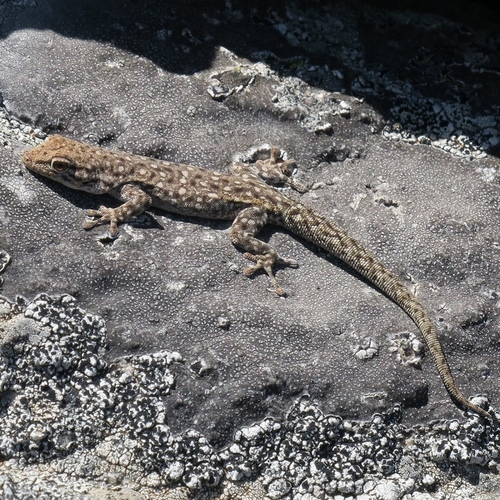 Rhoptropella ocellata