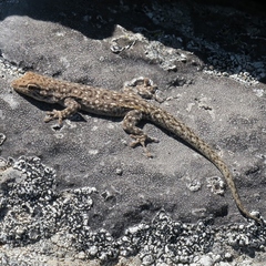 Namaqua Day Gecko photo 2