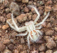 Heriaeus transvaalicus