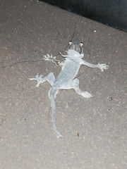 Hemidactylus platyurus