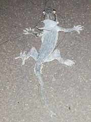 Hemidactylus platyurus