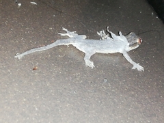 Hemidactylus platyurus