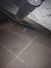 Hemidactylus platyurus