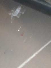 Hemidactylus platyurus