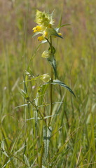 Rhinanthus serotinus aestivalis