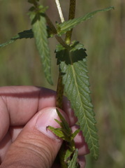 Rhinanthus serotinus aestivalis