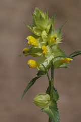 Rhinanthus serotinus aestivalis