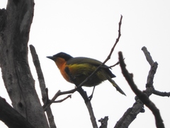 Telophorus nigrifrons