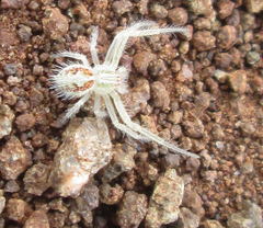 Heriaeus transvaalicus