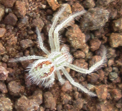 Heriaeus transvaalicus